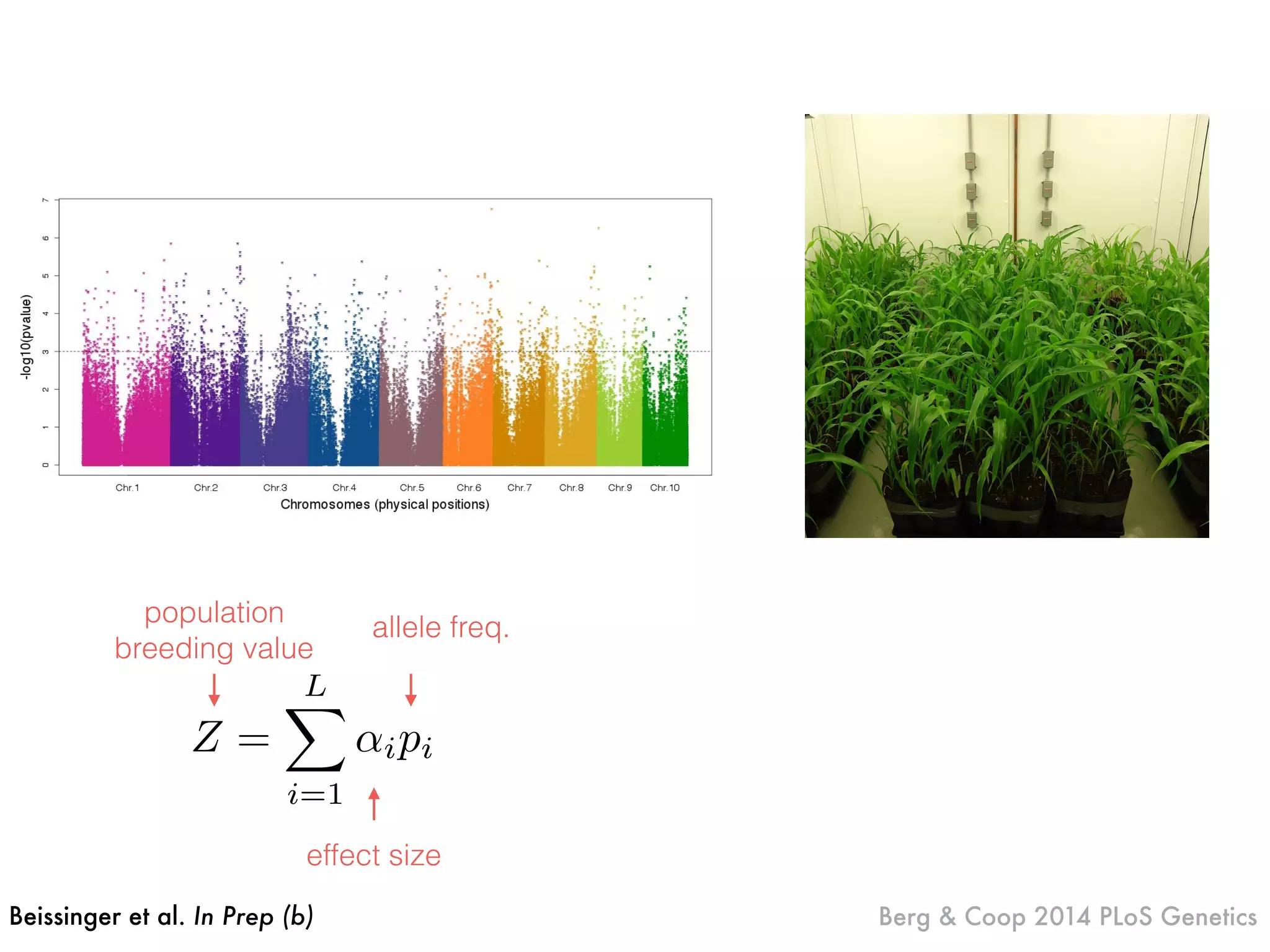 Beissinger et al. In Prep (b) Berg & Coop 2014 PLoS Genetics
Z =
LX
i=1
↵ipi
allele freq.
population
breeding value
effect size
 