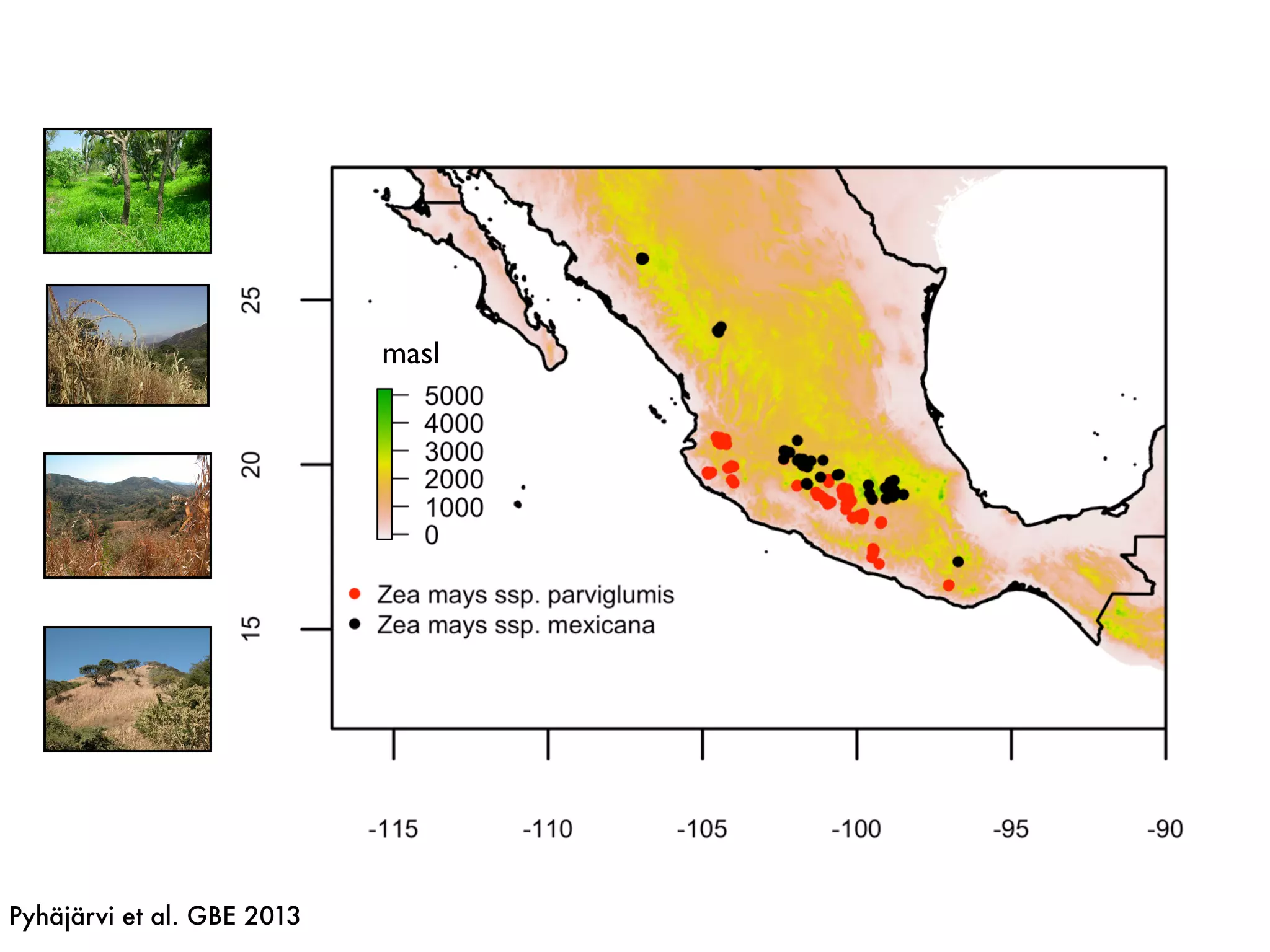 masl
Pyhäjärvi et al. GBE 2013
 