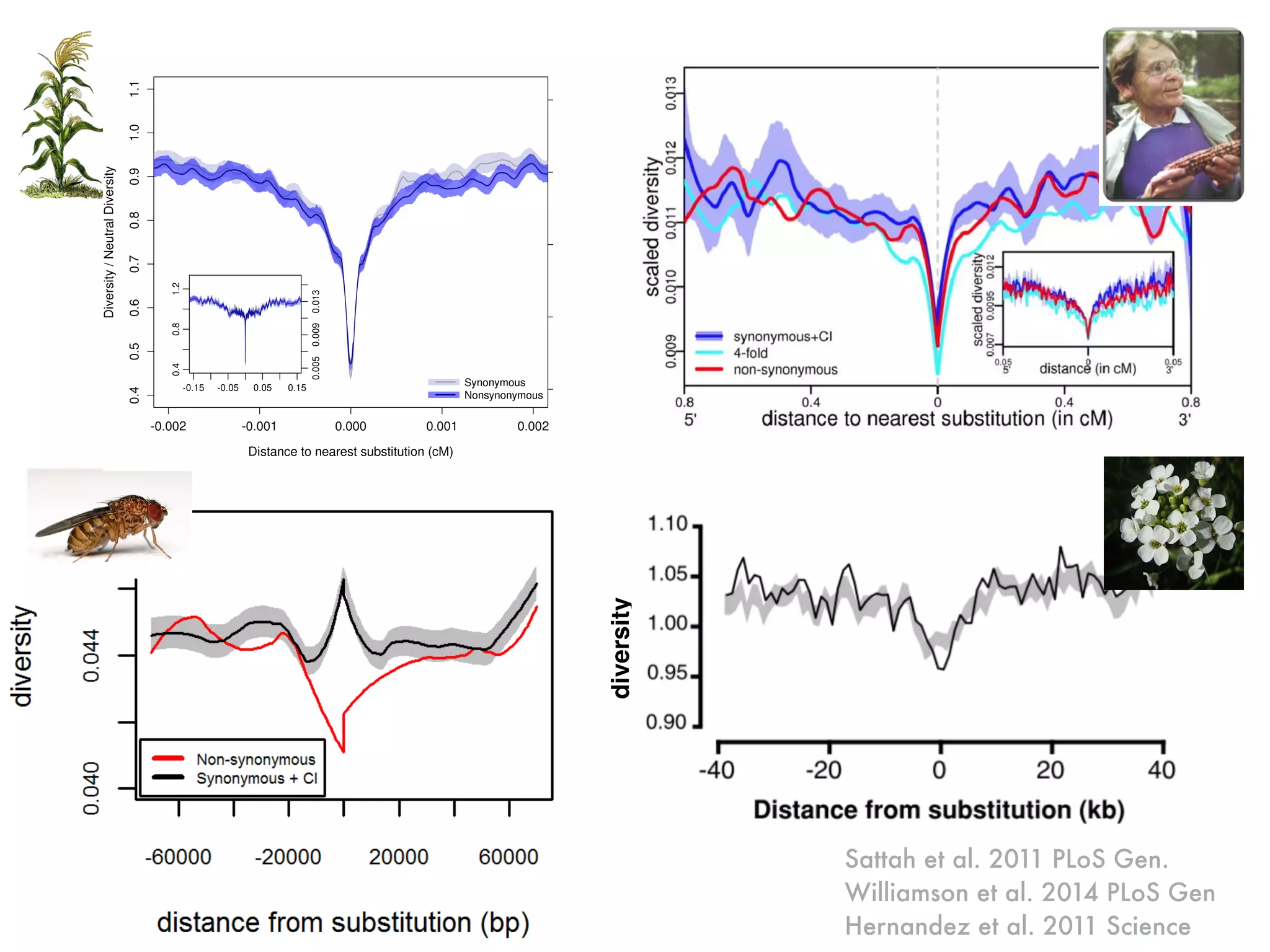 Sattah et al. 2011 PLoS Gen.
Williamson et al. 2014 PLoS Gen
Hernandez et al. 2011 Science
diversity
 