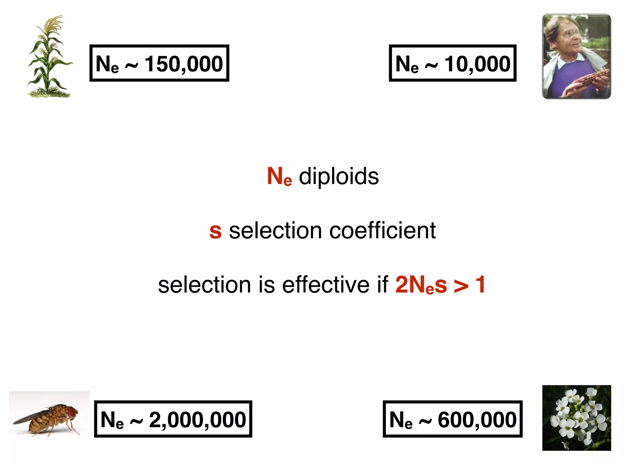 Ne diploids
s selection coefﬁcient
selection is effective if 2Nes > 1
Ne ~ 150,000 Ne ~ 10,000
Ne ~ 2,000,000 Ne ~ 600,000
 