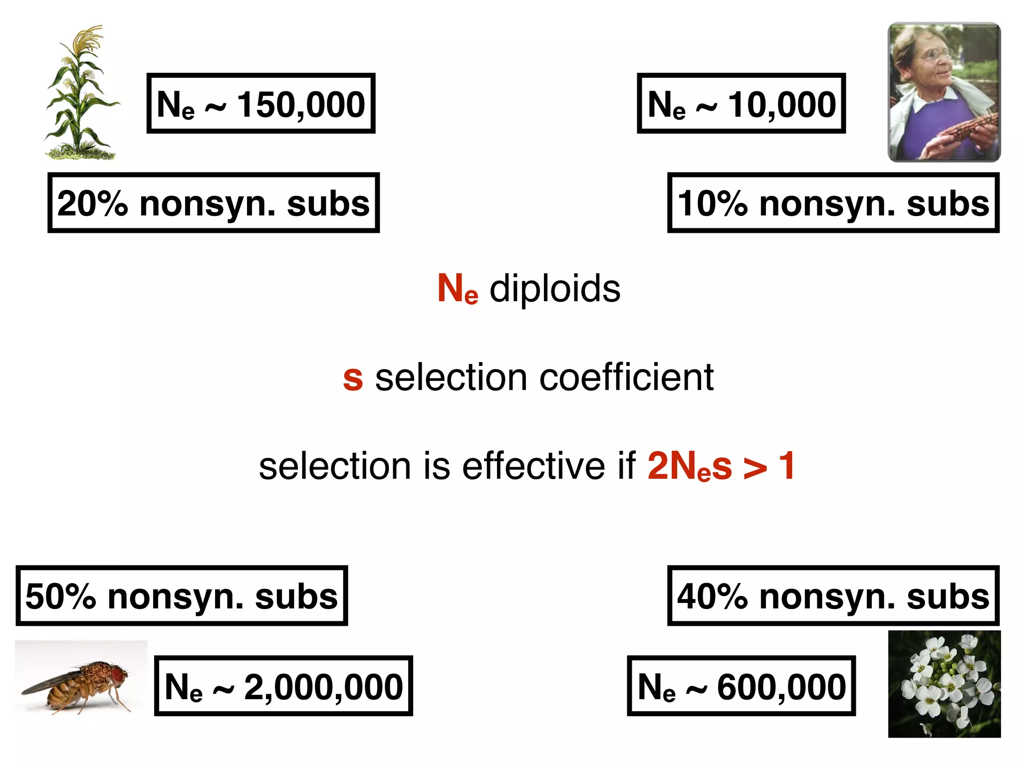 Ne diploids
s selection coefﬁcient
selection is effective if 2Nes > 1
Ne ~ 150,000 Ne ~ 10,000
Ne ~ 2,000,000 Ne ~ 600,000
20% nonsyn. subs 10% nonsyn. subs
50% nonsyn. subs 40% nonsyn. subs
 
