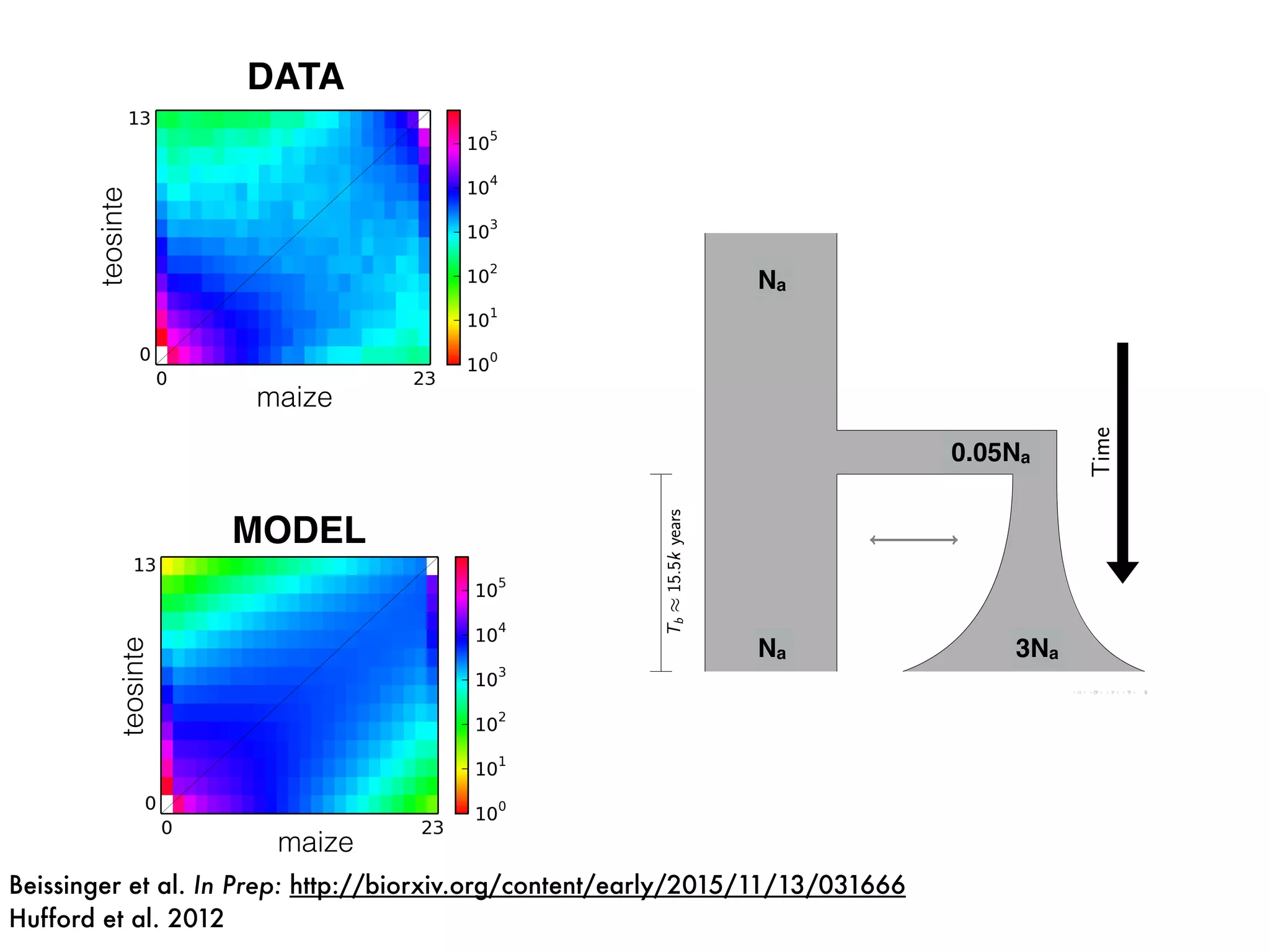 teosinte
maize
DATA
teosinte
maize
MODEL
0.05Na
Na
Na 3Na
Beissinger et al. In Prep: http://biorxiv.org/content/early/2015/11/13/031666
Hufford et al. 2012
 