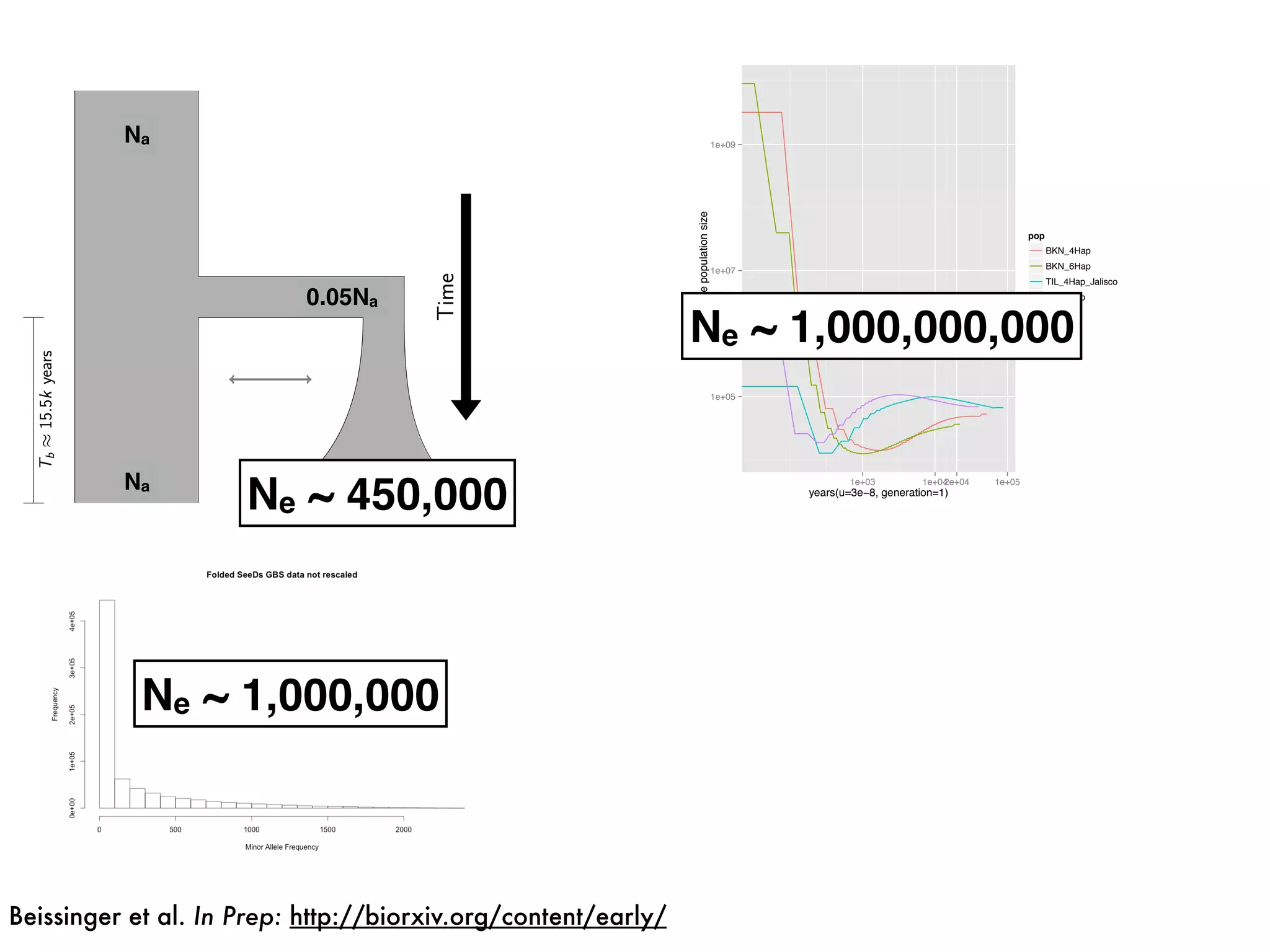 0.05Na
Na
Na 3Na
Ne ~ 450,000
Ne ~ 1,000,000
1e+05
1e+07
1e+09
1e+03 1e+042e+04 1e+05
years(u=3e−8, generation=1)
effectivepopulationsize
pop
BKN_4Hap
BKN_6Hap
TIL_4Hap_Jalisco
TIL_6Hap
Ne ~ 1,000,000,000
Beissinger et al. In Prep: http://biorxiv.org/content/early/
 