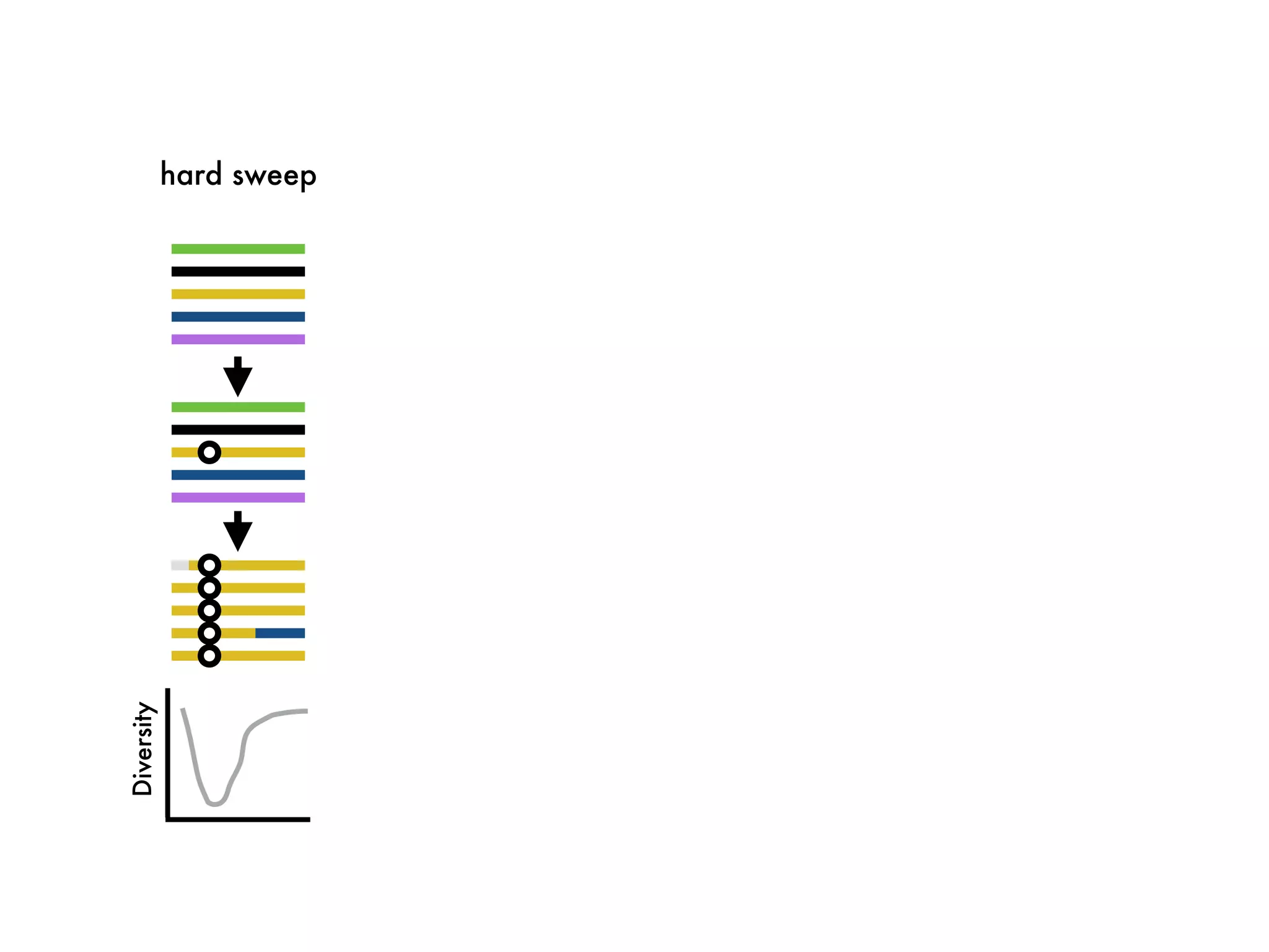hard sweep
Diversity
 