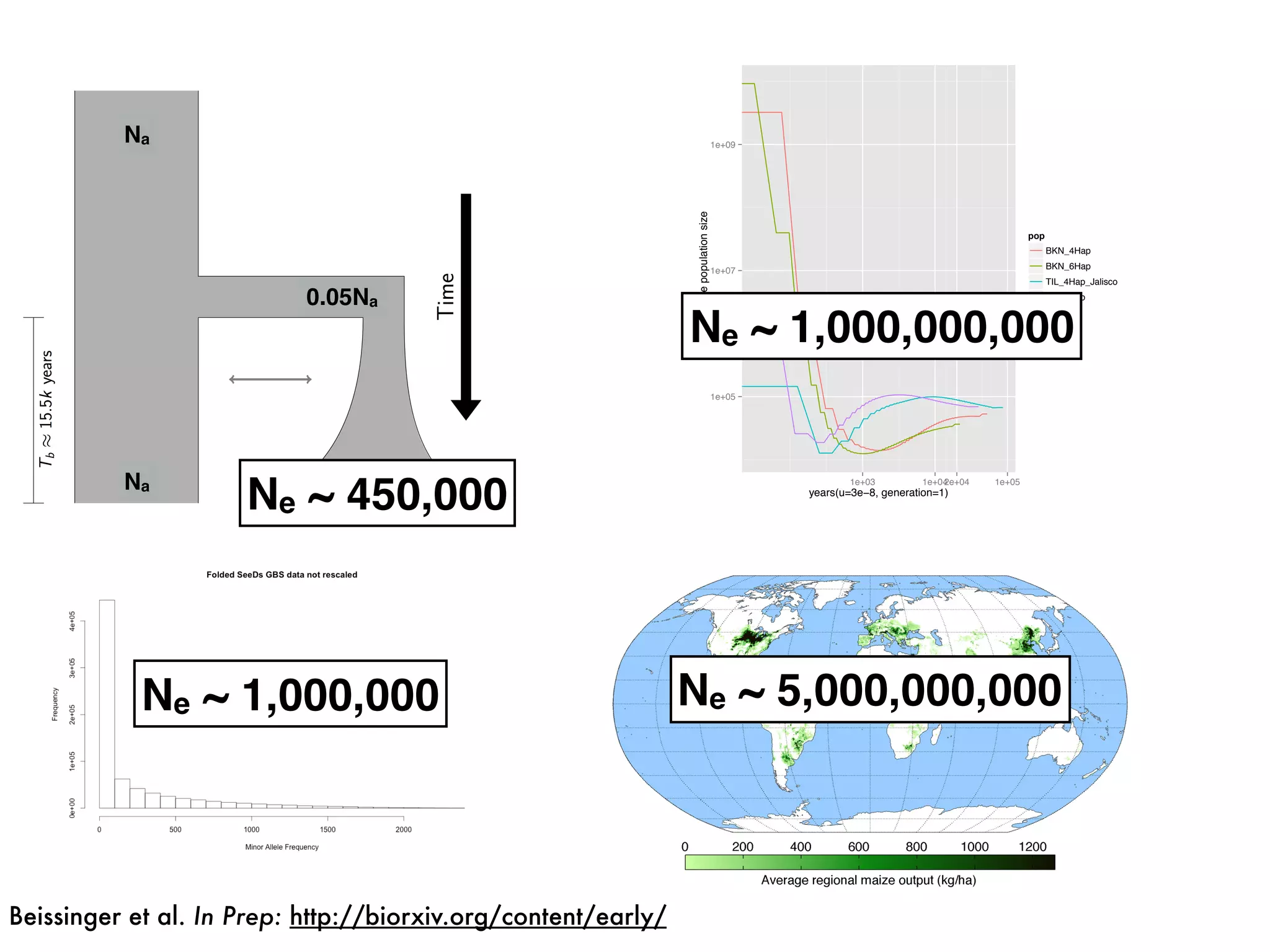 0.05Na
Na
Na 3Na
Ne ~ 450,000
Ne ~ 1,000,000
1e+05
1e+07
1e+09
1e+03 1e+042e+04 1e+05
years(u=3e−8, generation=1)
effectivepopulationsize
pop
BKN_4Hap
BKN_6Hap
TIL_4Hap_Jalisco
TIL_6Hap
Ne ~ 1,000,000,000
Ne ~ 5,000,000,000
Beissinger et al. In Prep: http://biorxiv.org/content/early/
 