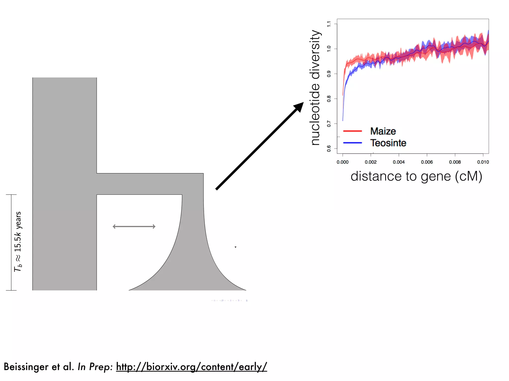 nucleotidediversity
distance to gene (cM)
Beissinger et al. In Prep: http://biorxiv.org/content/early/
 