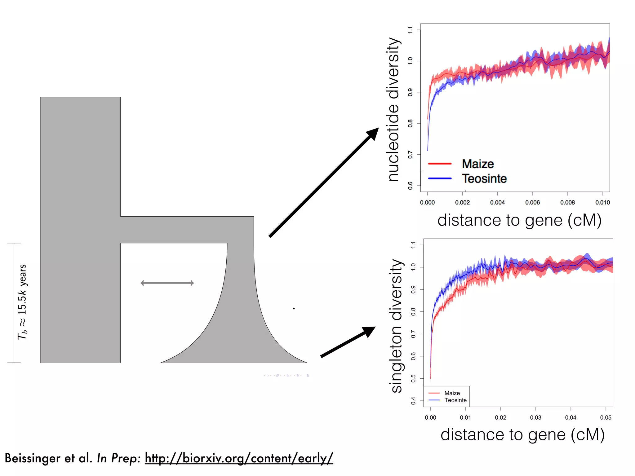 nucleotidediversity
distance to gene (cM)
singletondiversity
distance to gene (cM)
Beissinger et al. In Prep: http://biorxiv.org/content/early/
 