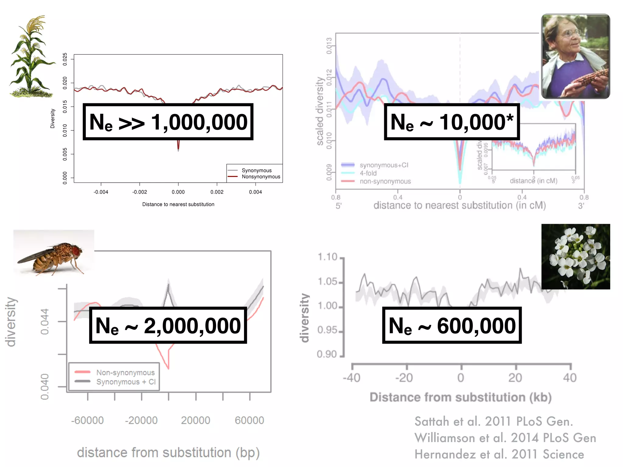 Sattah et al. 2011 PLoS Gen.
Williamson et al. 2014 PLoS Gen
Hernandez et al. 2011 Science
diversity
Ne >> 1,000,000 Ne ~ 10,000*
Ne ~ 2,000,000 Ne ~ 600,000
 