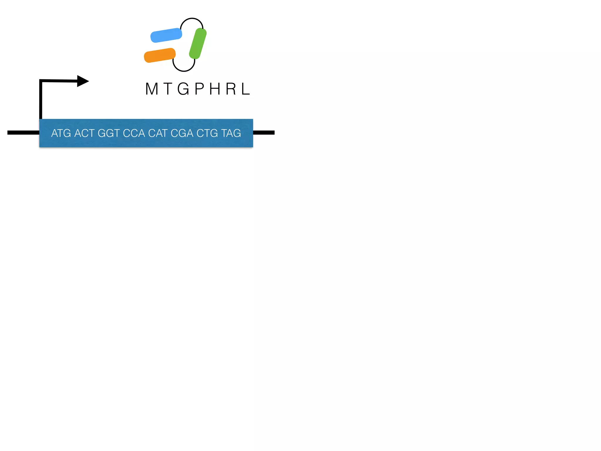 M T G P H R L
ATG ACT GGT CCA CAT CGA CTG TAG
 