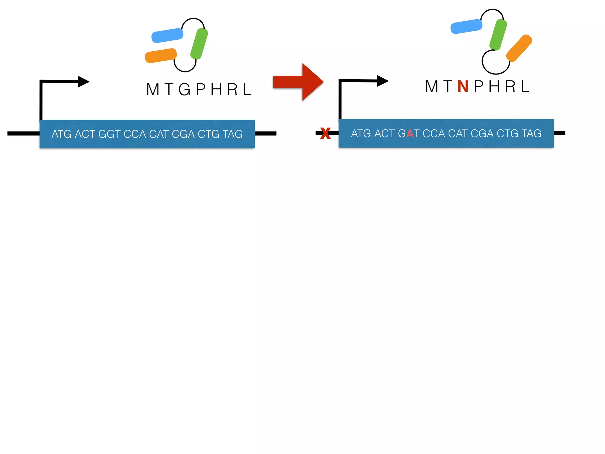 M T G P H R L
ATG ACT GGT CCA CAT CGA CTG TAG
M T N P H R L
ATG ACT GAT CCA CAT CGA CTG TAGx
 