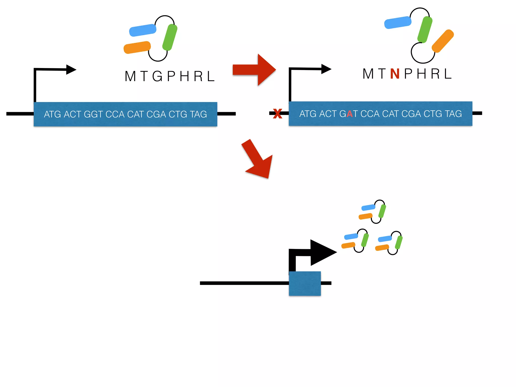 M T G P H R L
ATG ACT GGT CCA CAT CGA CTG TAG
M T N P H R L
ATG ACT GAT CCA CAT CGA CTG TAGx
 