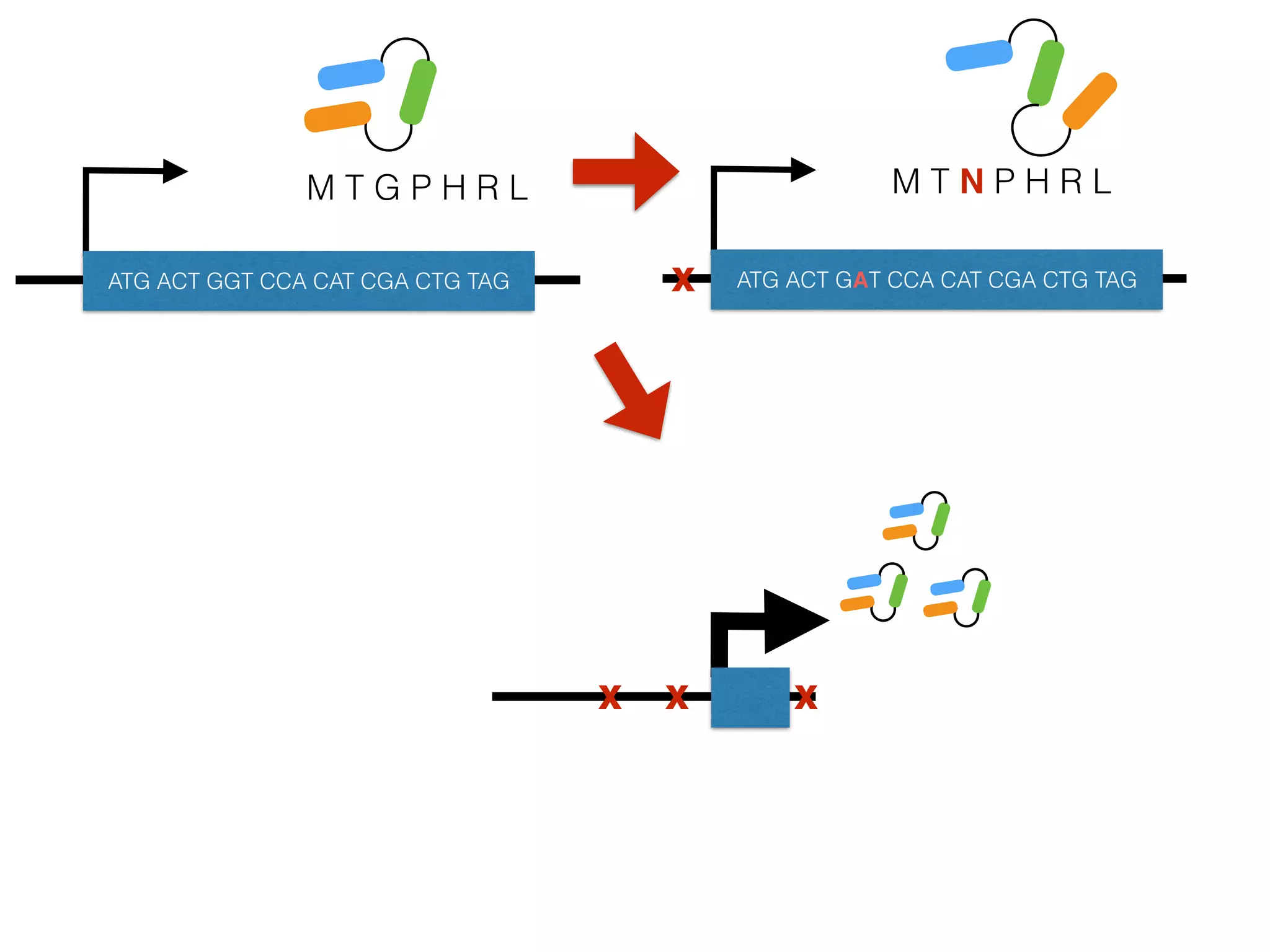 M T G P H R L
ATG ACT GGT CCA CAT CGA CTG TAG
M T N P H R L
ATG ACT GAT CCA CAT CGA CTG TAG
x x x
x
 