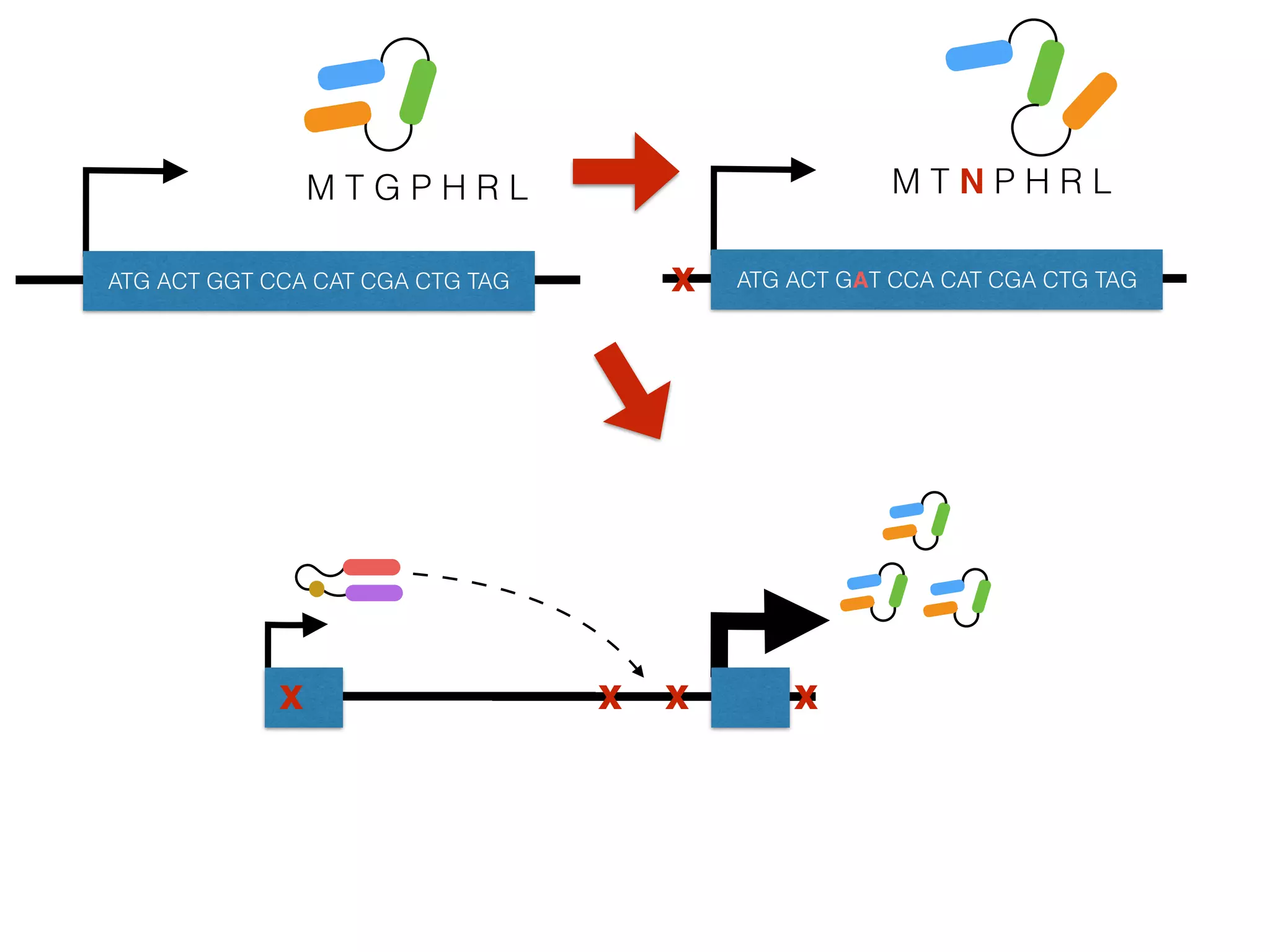 M T G P H R L
ATG ACT GGT CCA CAT CGA CTG TAG
M T N P H R L
ATG ACT GAT CCA CAT CGA CTG TAG
x xx x
x
 