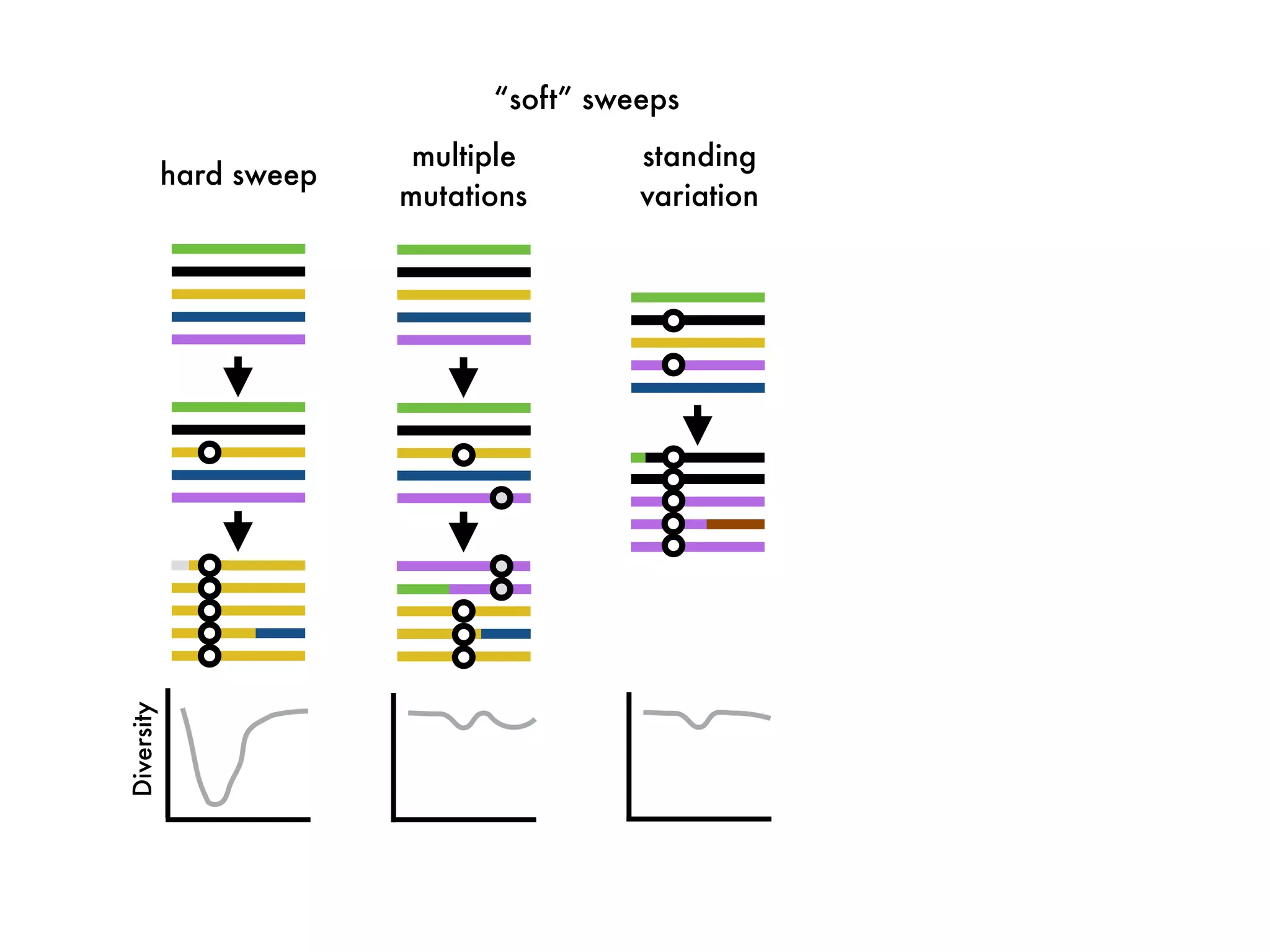 hard sweep
multiple
mutations
Diversity
standing
variation
“soft” sweeps
 