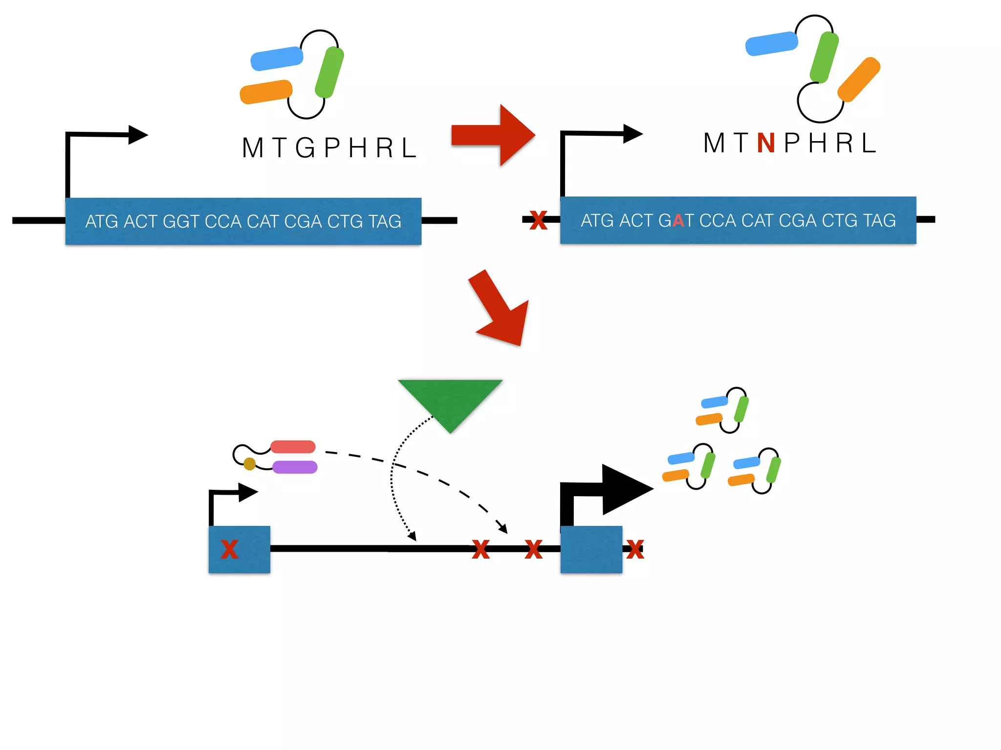 M T G P H R L
ATG ACT GGT CCA CAT CGA CTG TAG
M T N P H R L
ATG ACT GAT CCA CAT CGA CTG TAG
x xx x
x
 