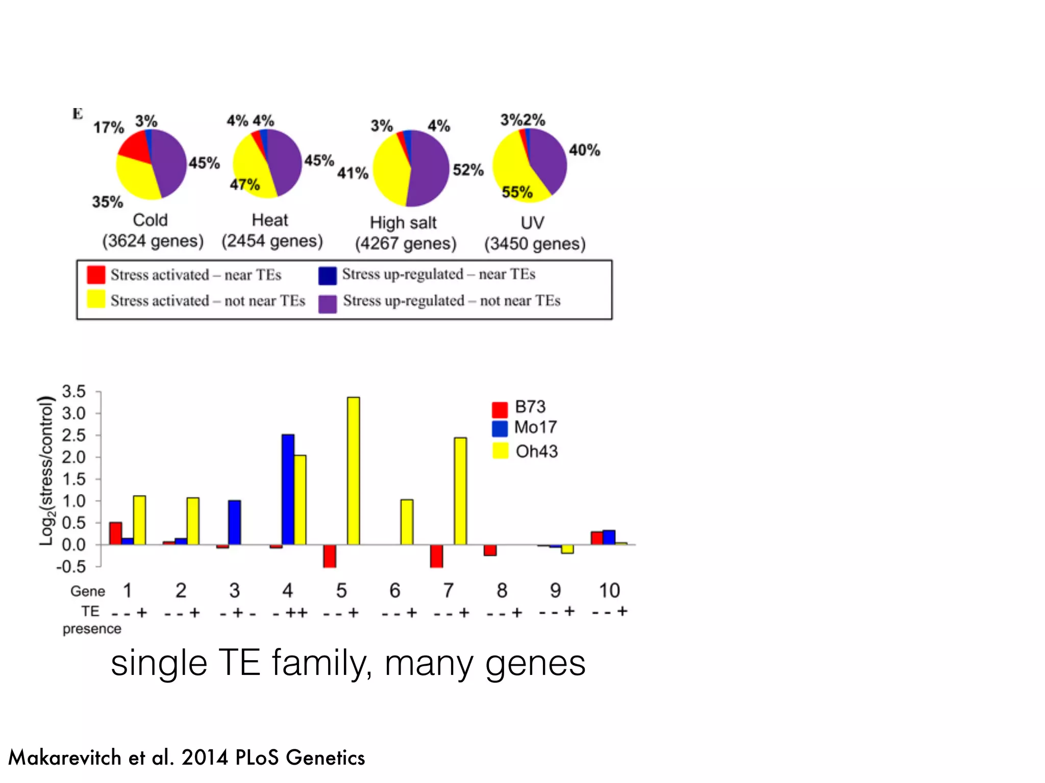 Makarevitch et al. 2014 PLoS Genetics
single TE family, many genes
 