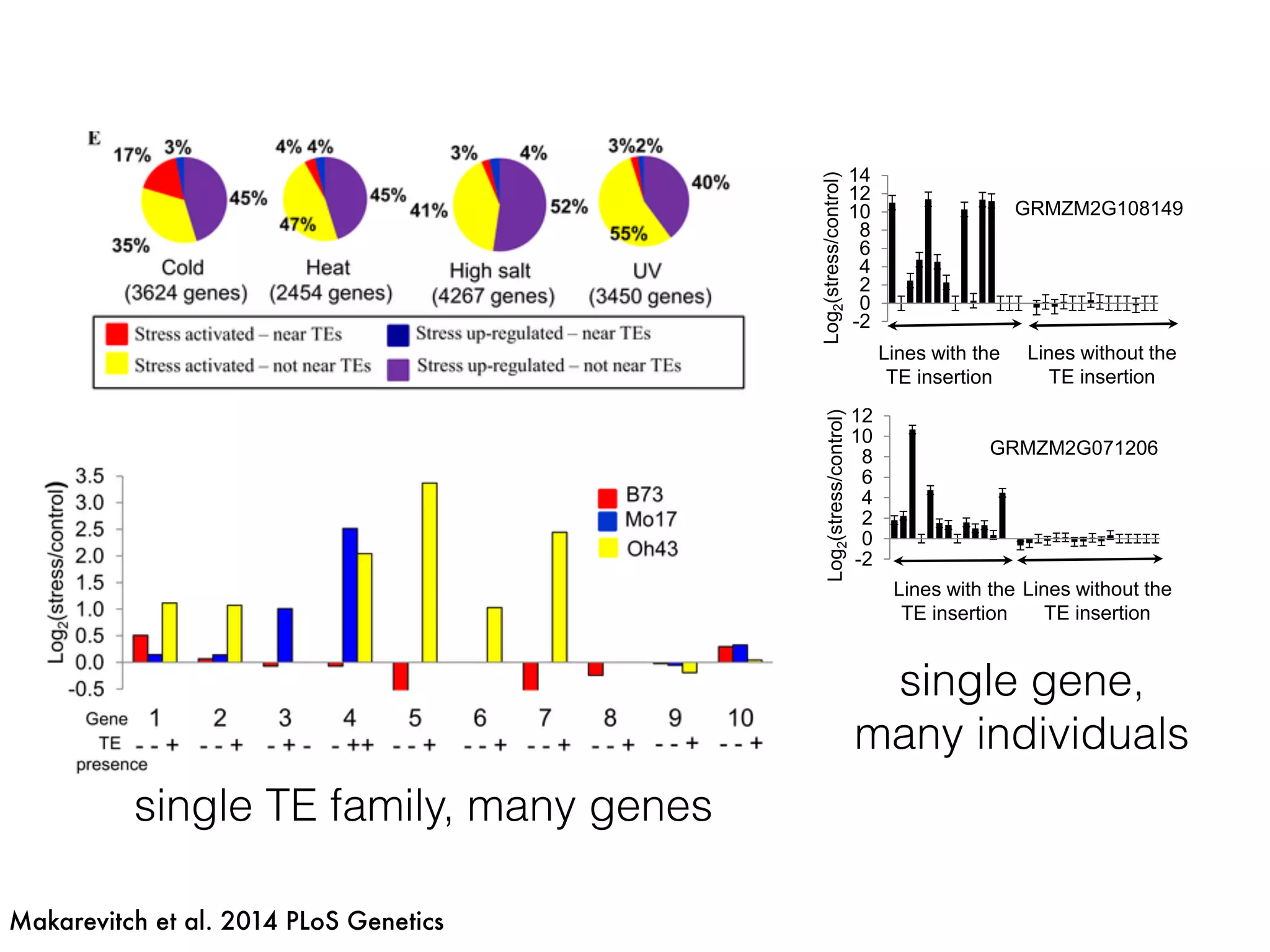 Makarevitch et al. 2014 PLoS Genetics
single TE family, many genes
new insertions activate expression
Makarevitch et al. 2014 bioRxiv
Lines with the
TE insertion
Lines without the
TE insertion
GRMZM2G071206
Log2(stress/control)
-2
0
2
4
6
8
10
12
Lines with the
TE insertion
Lines without the
TE insertion
-2
0
2
4
6
8
10
12
Log2(stress/control)
GRMZM2G400718
C
1.0
1.5
2.0
D
GRMZM2G102447
-2
0
2
4
6
8
10
12
14
Lines with the
TE insertion
Lines without the
TE insertion
GRMZM2G108149
A
B
Log2(stress/control)s/control)
http://biDownloaded from
-0.5
0.0
0.5
1.0
1.5
2.0
2.5
3.0
3.5
1 2 3 4 5 6 7 8 9 10
Oh43
B73
Mo17
- - + - - + - + - - ++ - - + - - + - - + - - + - - + - - +
Gene
Log2(stress/control)
TE
presence
0%
20%
40%
60%
80%
100%
alaw
dagaf
etug
flip
gyma
ipiki
jeli
joemon
naiba
nihep
odoj
pebi
raider
riiryl
ubel
uwum
Zm00346
Zm02117
Zm03238
Zm05382
Salt
UV
Heat
Cold
B
A
Percentofconserved
genes
*
**
***
*
*
** *
single gene,
many individuals
 