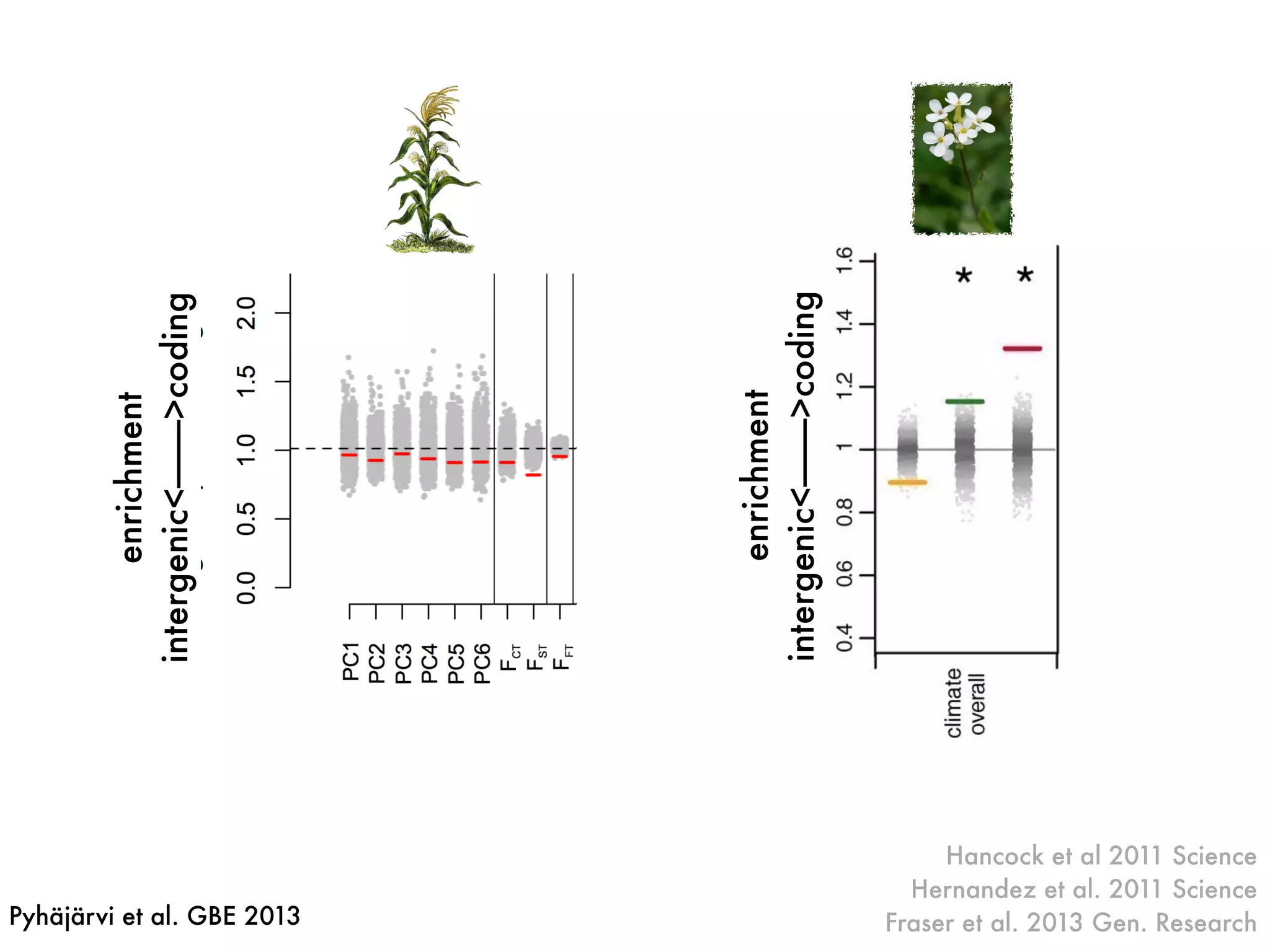 Hancock et al 2011 Science
Hernandez et al. 2011 Science
Fraser et al. 2013 Gen. Research
enrichment
intergenic<———>coding
Pyhäjärvi et al. GBE 2013
enrichment
intergenic<———>coding
 