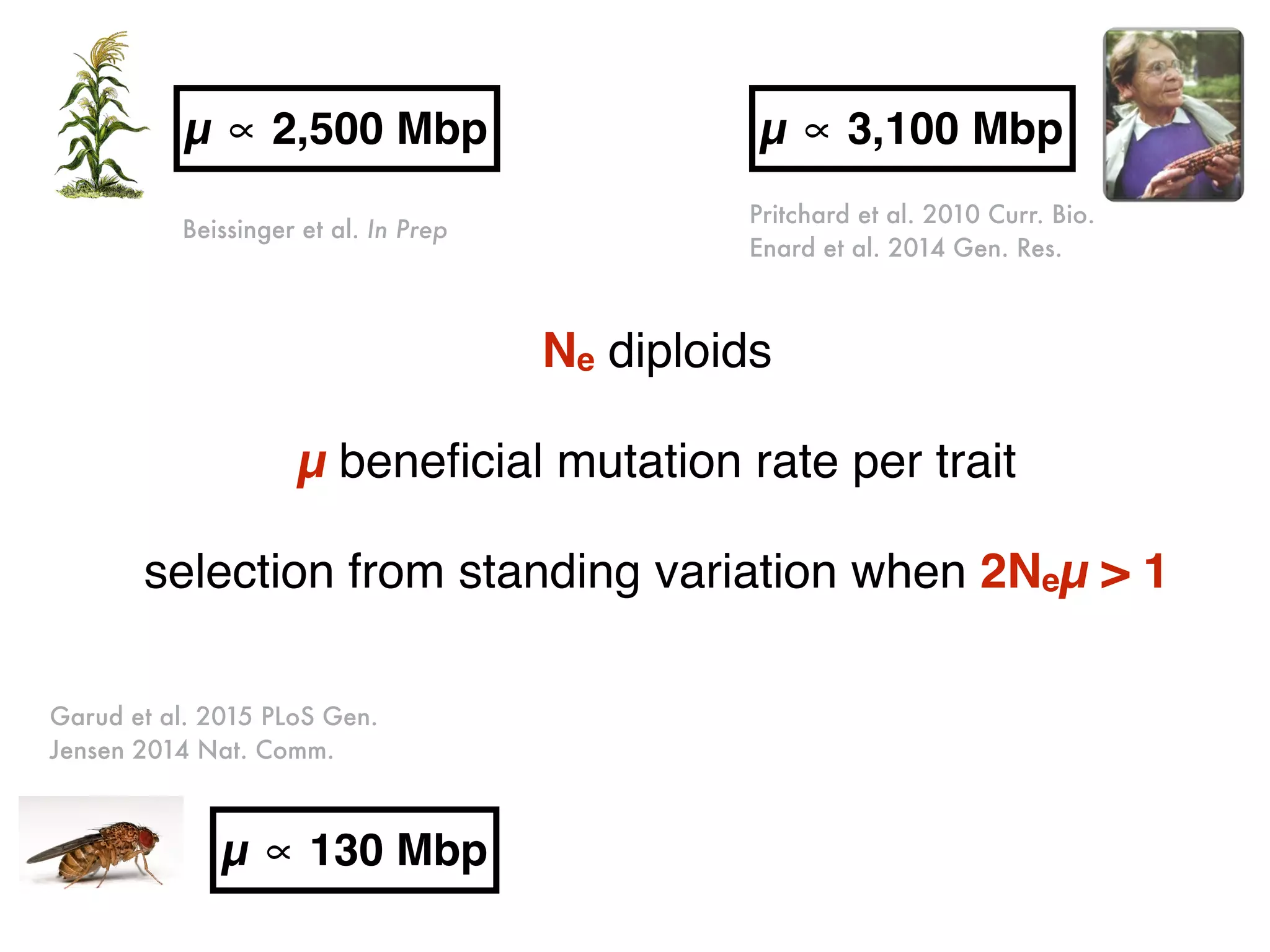Ne diploids
µ beneﬁcial mutation rate per trait
selection from standing variation when 2Neµ > 1
Garud et al. 2015 PLoS Gen.
Jensen 2014 Nat. Comm.
Pritchard et al. 2010 Curr. Bio.
Enard et al. 2014 Gen. Res.
Beissinger et al. In Prep
µ ∝ 2,500 Mbp µ ∝ 3,100 Mbp
µ ∝ 130 Mbp
 