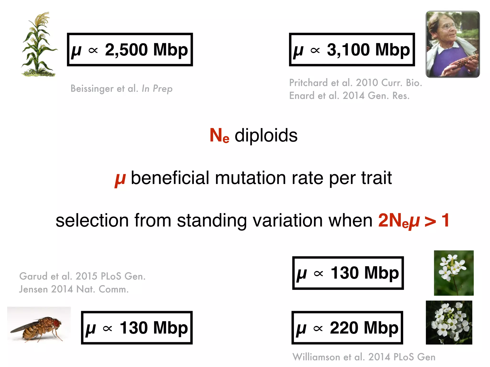 Ne diploids
µ beneﬁcial mutation rate per trait
selection from standing variation when 2Neµ > 1
Garud et al. 2015 PLoS Gen.
Jensen 2014 Nat. Comm.
Pritchard et al. 2010 Curr. Bio.
Enard et al. 2014 Gen. Res.
Beissinger et al. In Prep
µ ∝ 2,500 Mbp µ ∝ 3,100 Mbp
µ ∝ 130 Mbp µ ∝ 220 Mbp
µ ∝ 130 Mbp
Williamson et al. 2014 PLoS Gen
 
