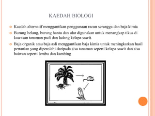 kesan negatif penanaman kelapa sawit