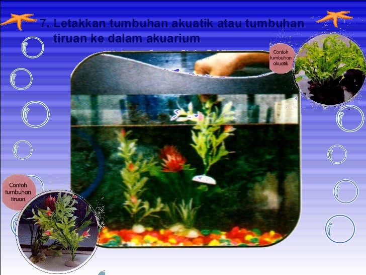 Menyediakan Dan Menghias Akurium Ikan Hiasan