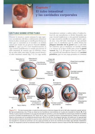 Langman.embriologia.medica.12ª