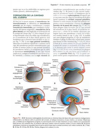 Langman.embriologia.medica.12ª