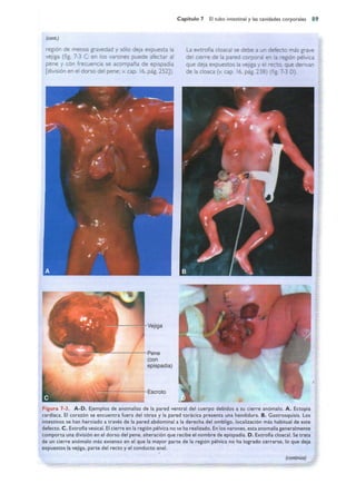 Langman.embriologia.medica.12ª