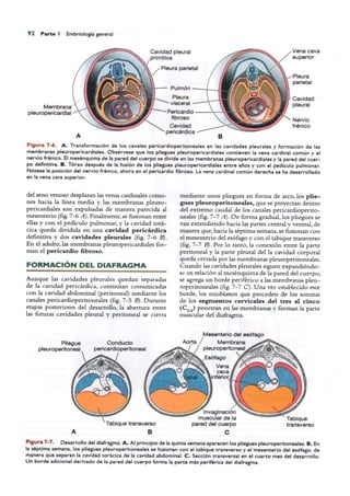 Langman.embriologia.medica.12ª