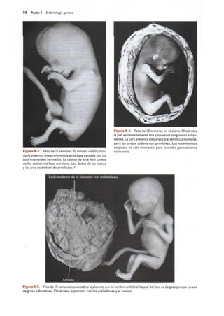 Langman.embriologia.medica.12ª