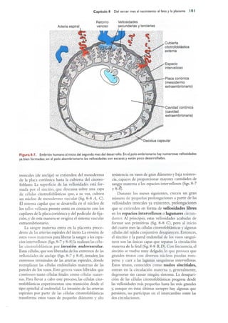 Langman.embriologia.medica.12ª