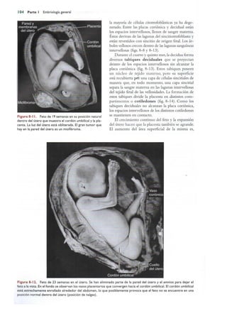 Langman.embriologia.medica.12ª