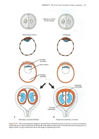 Langman.embriologia.medica.12ª