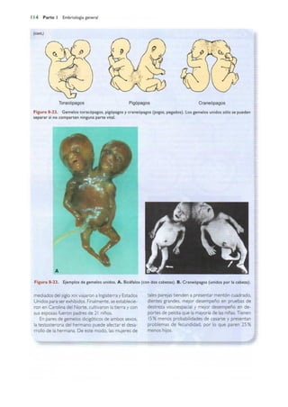 Langman.embriologia.medica.12ª