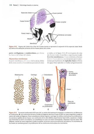 Langman.embriologia.medica.12ª