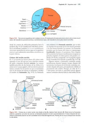 Langman.embriologia.medica.12ª