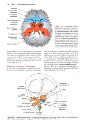 Langman.embriologia.medica.12ª