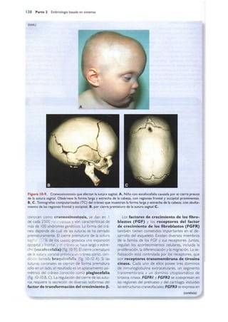 Langman.embriologia.medica.12ª