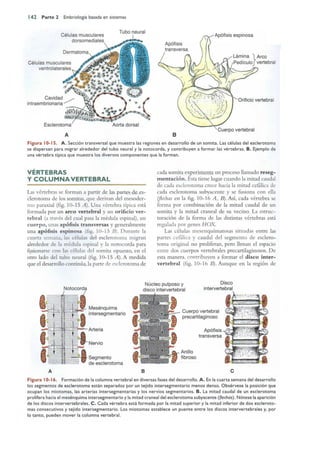 Langman.embriologia.medica.12ª
