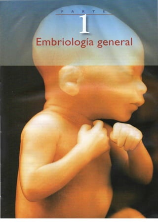 Langman.embriologia.medica.12ª