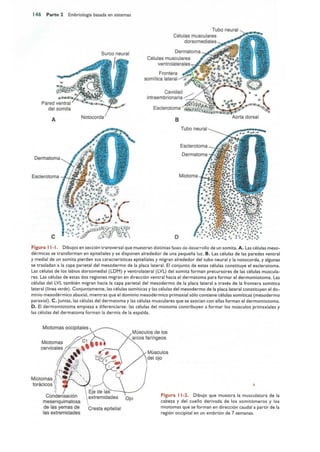 Langman.embriologia.medica.12ª
