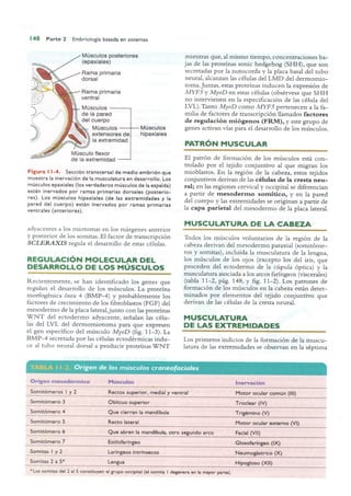 Langman.embriologia.medica.12ª
