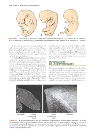 Langman.embriologia.medica.12ª
