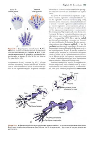 Langman.embriologia.medica.12ª