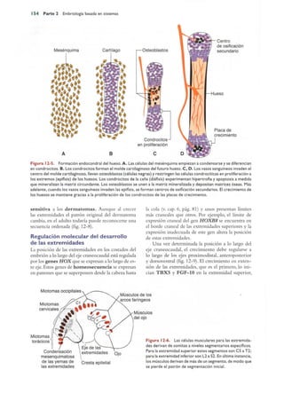 Langman.embriologia.medica.12ª