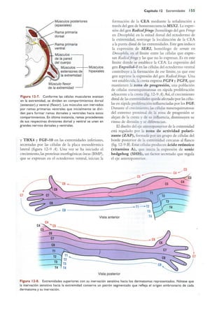 Langman.embriologia.medica.12ª