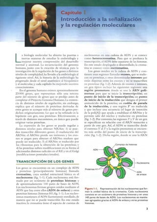 Langman.embriologia.medica.12ª