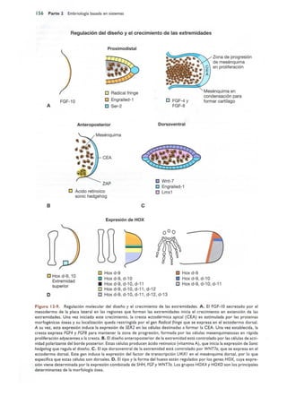 Langman.embriologia.medica.12ª