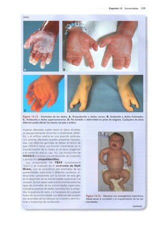 Langman.embriologia.medica.12ª